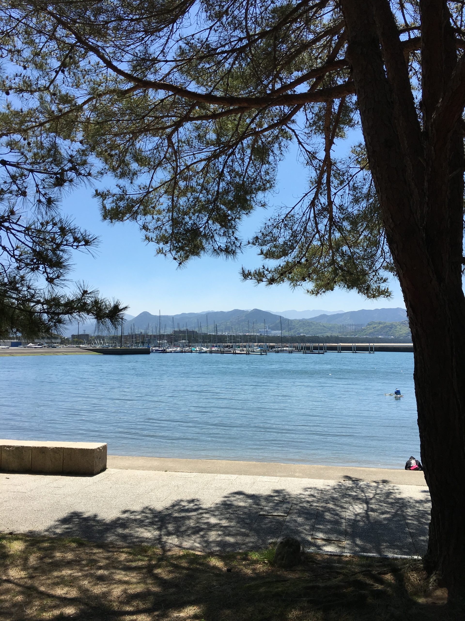 Sea breeze and pine trees by the bay