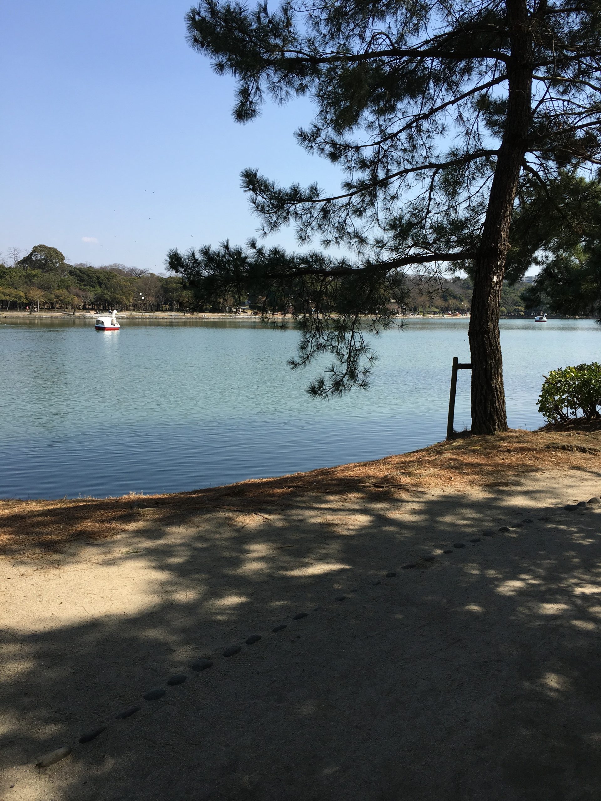 Ohori Park peaceful lake view